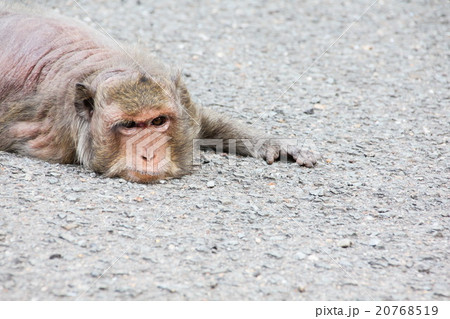 Old monkey sleeping on the ground 20768519
