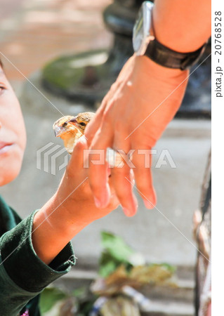 People are releasing birds in Phnom Penh, Cambodia 20768528