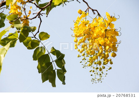 Golden shower (Cassia fistula) flowers  20768531