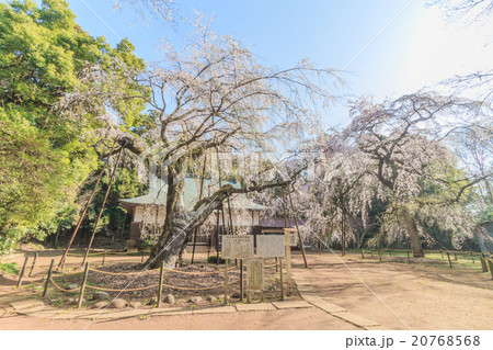 春の福星寺の風景 20768568