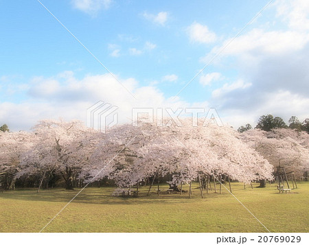 桜の古木 20769029