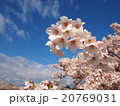 満開の桜の枝 20769031