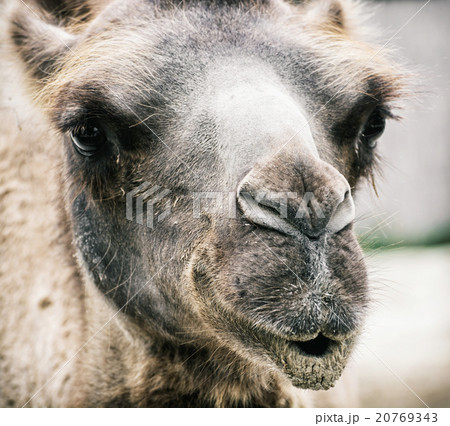 Bactrian camel - Camelus bactrianus - humorous closeup portrait Bactrian camel - Camelus bactrianus - humorous closeup portrait 20769343