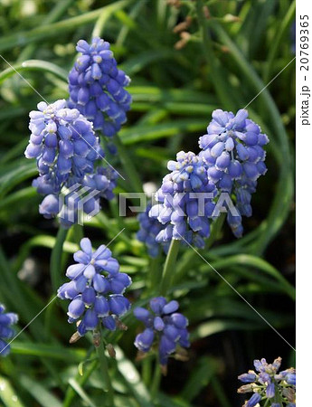 ムスカリ　苞花 20769365