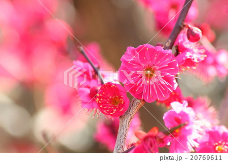ウメの花 20769611