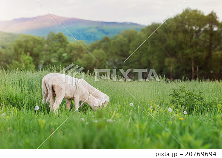 Two sheep grazing on meadow, green grass and trees 20769694