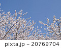桜と青空 20769704