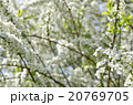 ユキヤナギ 20769705