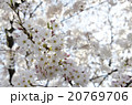 桜　九分咲き 20769706