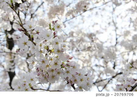 桜　九分咲き 20769706