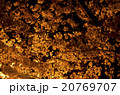 夜桜1 20769707