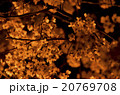 夜桜2 20769708