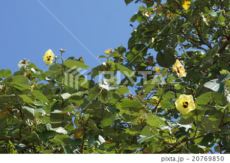 ハスノハギリ 20769850