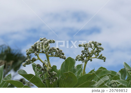 モンパの木 20769852