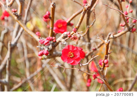 ボケの花 20770085