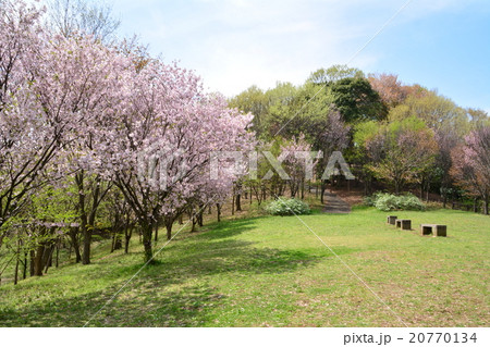 都筑中央公園　境田貝塚の桜 20770134
