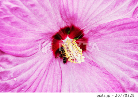 Background of beautiful pink hibiscus 20770329