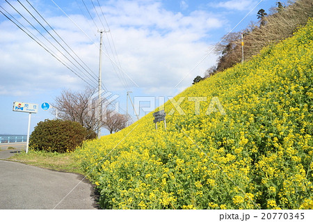 伊予市双海町閏住地区の菜の花畑と夕やけこやけライン 20770345