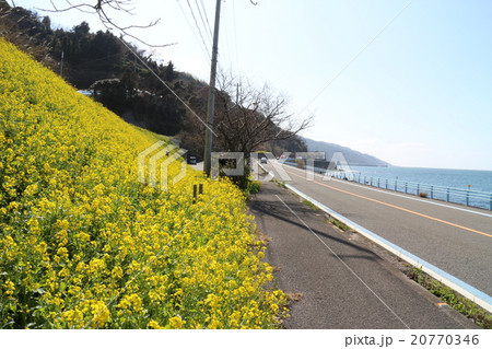 伊予市双海町閏住地区の菜の花畑と夕やけこやけライン 20770346