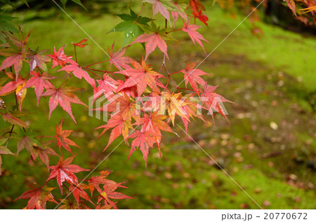 永平寺 永平寺 20770672