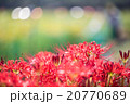 彼岸花 20770689