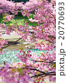 桜 20770693