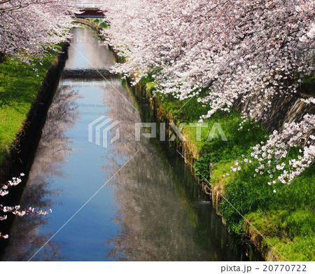 水面の桜 20770722