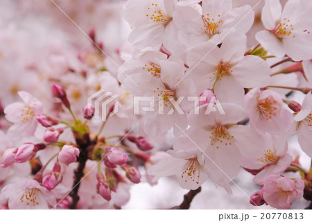 桜 20770813