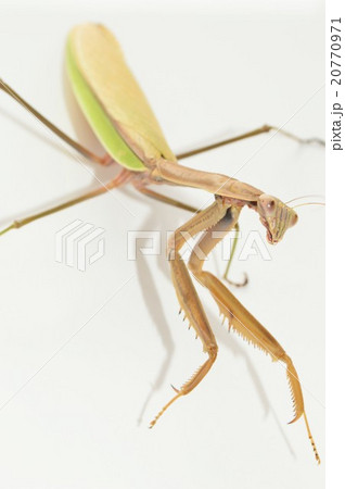 オオカマキリのメス　白バック 20770971