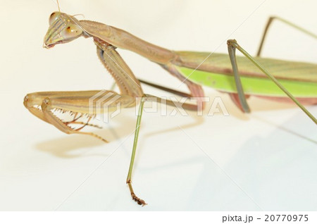 オオカマキリのメス　白バック 20770975