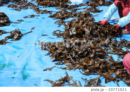 クロメ巻き 20771021