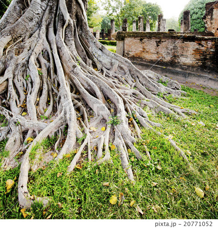 big tree root 20771052