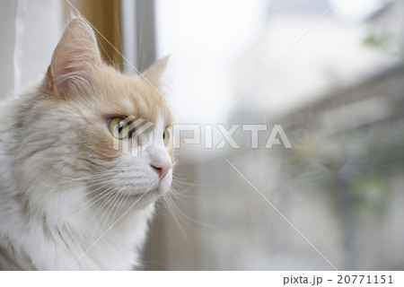 窓の外を見るネコの写真素材