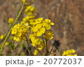 菜の花 20772037