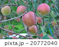 リンゴ 20772040