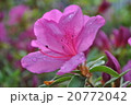つつじ 20772042