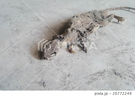 dead rat with rotten skin on floor background 20772249