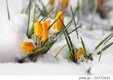 Yellow crocuses in the snow 20772625