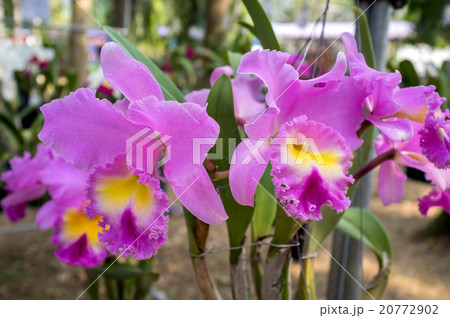 Beautiful orchid flowers. Beautiful orchid flowers. 20772902