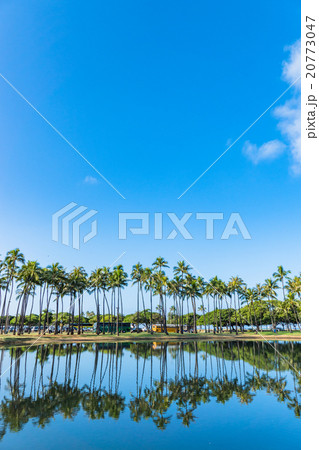 【ハワイ】ホノルルのヤシの木 20773047