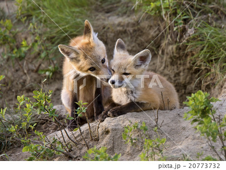 Young Fox Kit 20773732
