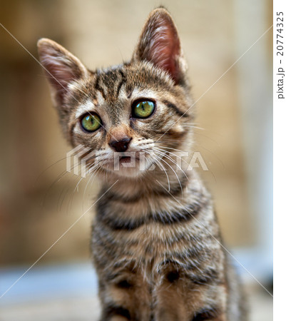 Funny kitten with green eyes 20774325