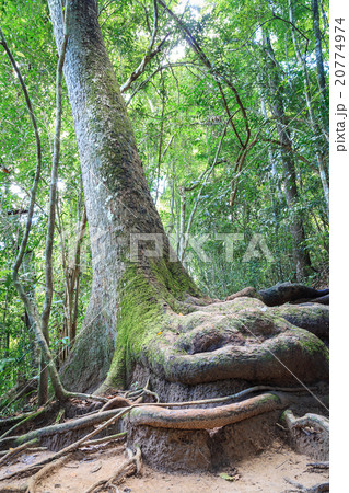 Big stem of tree Big stem of tree 20774974