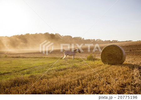 landscape with harvested field and white horse landscape with harvested field and white horse 20775196