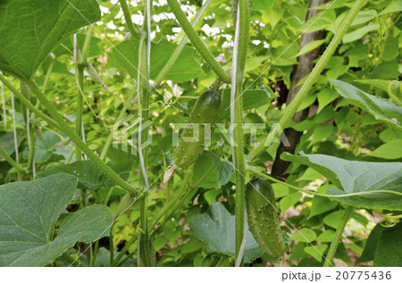 Cucumber growing in garden in the summer Cucumber growing in garden in the summer 20775436