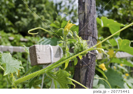 Cucumber growing in garden in the summer Cucumber growing in garden in the summer 20775441