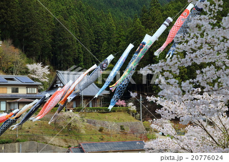 鯉のぼりと桜 菟田野町岩端 鯉のぼりと桜 菟田野町岩端 20776024
