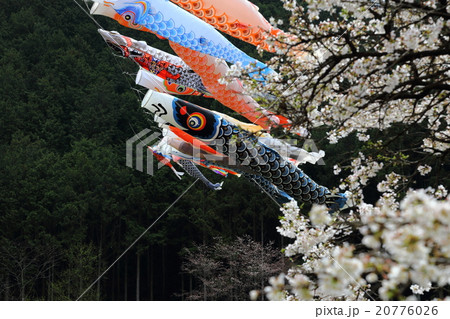 鯉のぼりと桜 菟田野町岩端 鯉のぼりと桜 菟田野町岩端 20776026