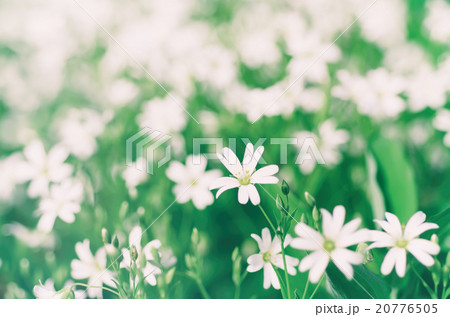 White spring flowers White spring flowers 20776505