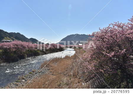 伊豆の河津桜 伊豆の河津桜 20776595
